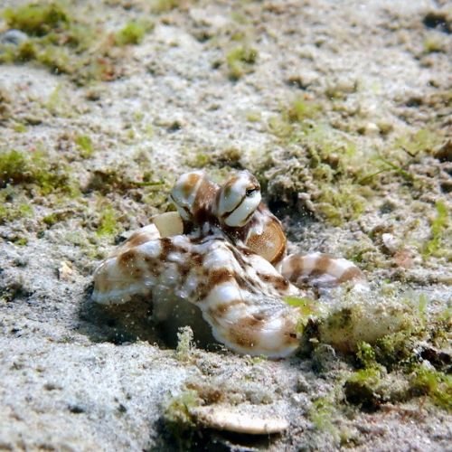 Pray Dive - Fun Diving Kata Beach Night Dive Phuket - High Resolution 1