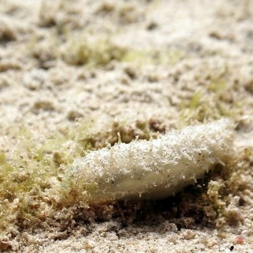 Pray Dive - Fun Diving Kata Beach Night Dive Phuket - High Resolution 10