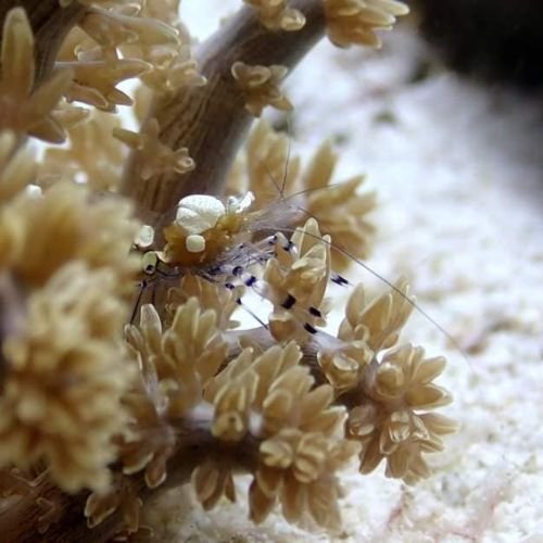 Pray Dive - Fun Diving Kata Beach Night Dive Phuket - High Resolution 12