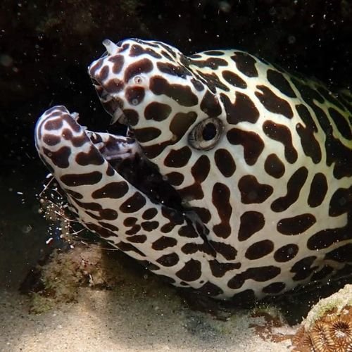 Pray Dive - Fun Diving Kata Beach Night Dive Phuket - High Resolution 13