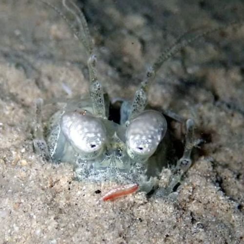 Pray Dive - Fun Diving Kata Beach Night Dive Phuket - High Resolution 16
