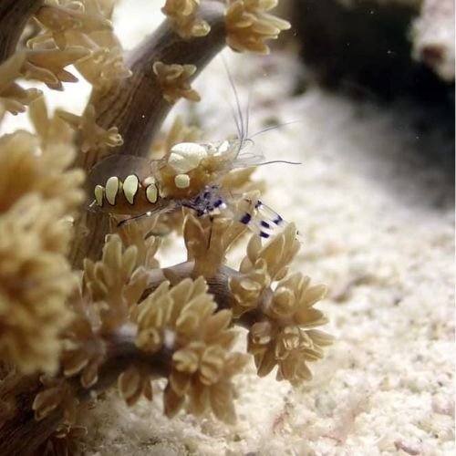 Pray Dive - Fun Diving Kata Beach Night Dive Phuket - High Resolution 17