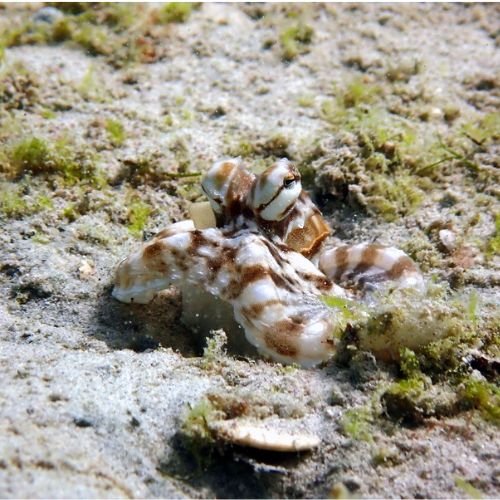 Pray Dive - Fun Diving Kata Beach Night Dive Phuket - High Resolution 4
