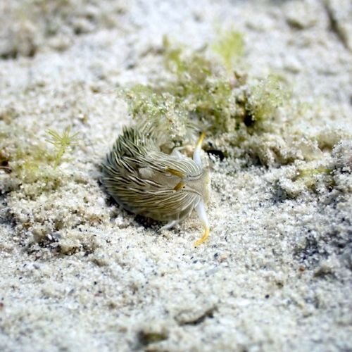 Pray Dive - Fun Diving Kata Beach Night Dive Phuket - High Resolution 5
