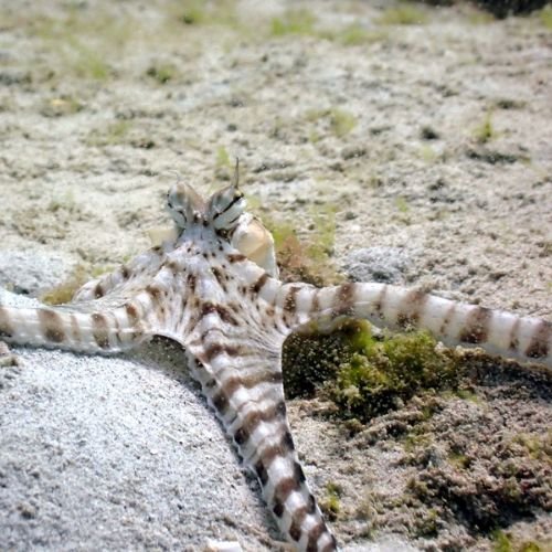 Pray Dive - Fun Diving Kata Beach Night Dive Phuket - High Resolution 6