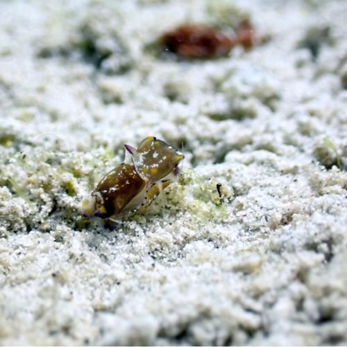 Pray Dive - Fun Diving Kata Beach Night Dive Phuket - High Resolution 7