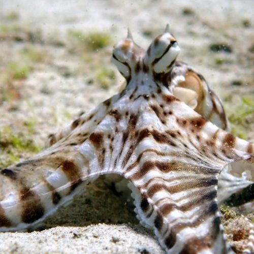 Pray Dive - Fun Diving Kata Beach Night Dive Phuket - High Resolution 8
