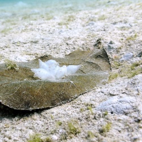 Pray Dive - Fun Diving Kata Beach Night Dive Phuket - High Resolution 9