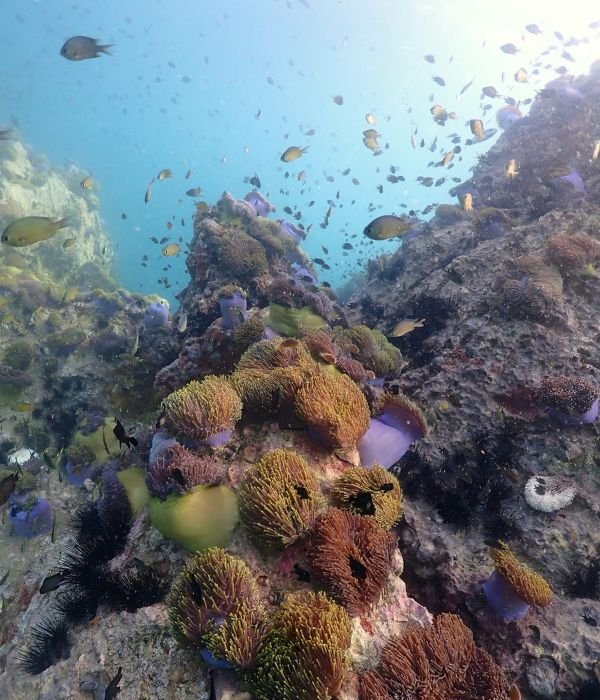 Pray Dive - Fun Diving Phi Phi Island Dive Site - Anemone Reef high resolution