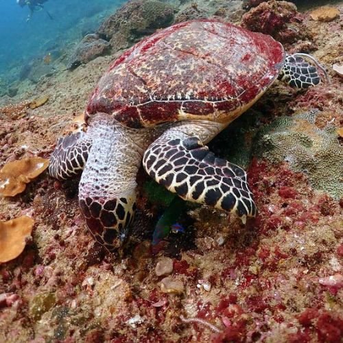 Pray Dive - Fun Diving Phi Phi Islands Phuket - High Resoluition 12