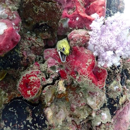 Pray Dive - Fun Diving Phi Phi Islands Phuket - High Resoluition 13