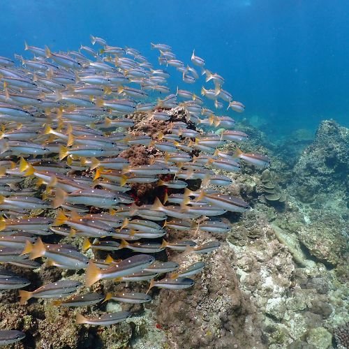 Pray Dive - Fun Diving Phi Phi Islands Phuket - High Resoluition 3