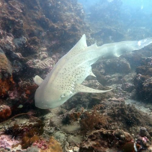 Pray Dive - Fun Diving Phi Phi Islands Phuket - High Resoluition 7