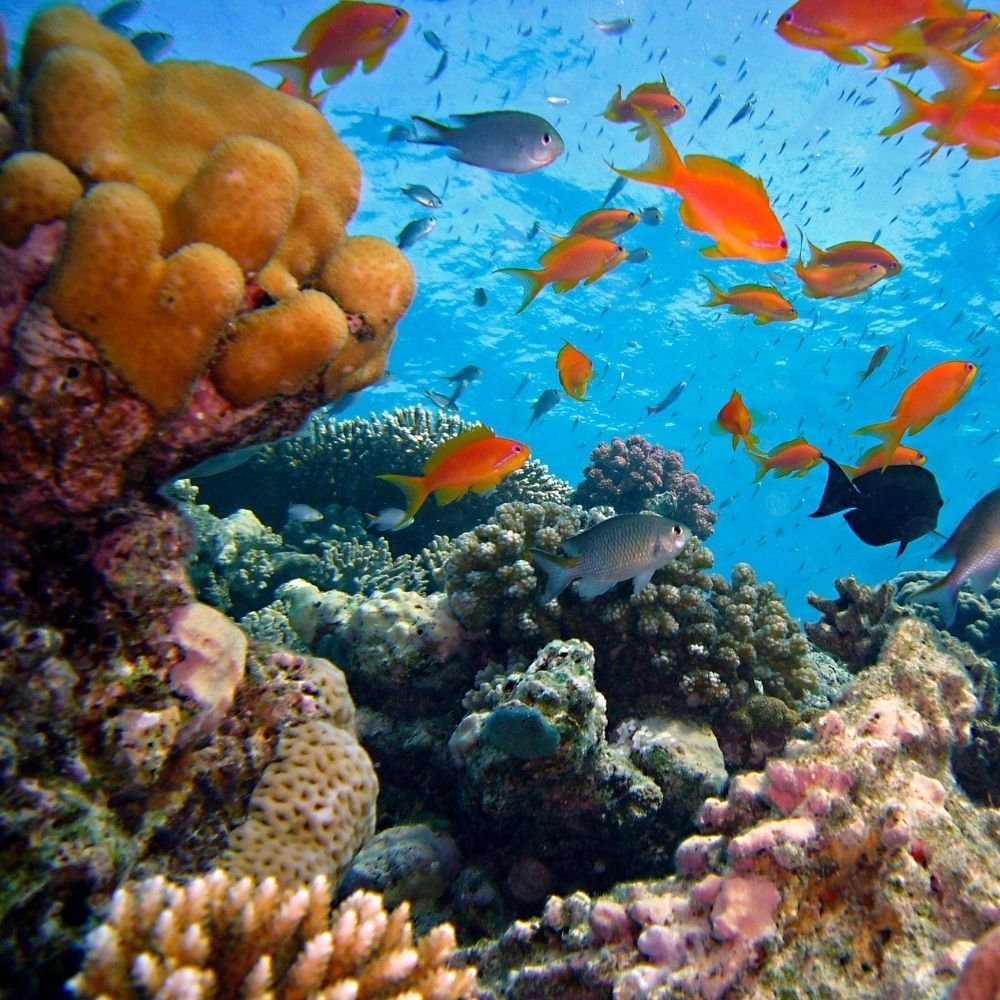Pray-Dive-Home-Page-Fun-DIVING-LIVEABOARDS-FROM-PHUKET-High-Resolution-1000x1000-3.jpg