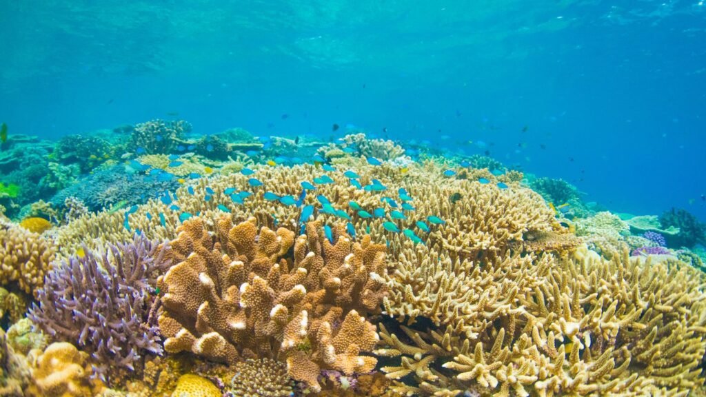 Colorful coral reef underwater with diverse marine life and clear blue water